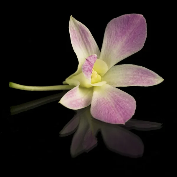Gyönyörű lila orchidea — Stock Fotó