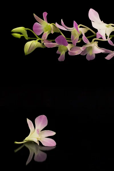 Gyönyörű lila orchideák — Stock Fotó