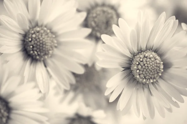 Sepia toned daisies — Stock Photo, Image