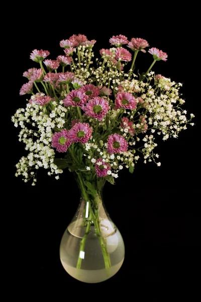 Bellissimi fiori — Foto Stock