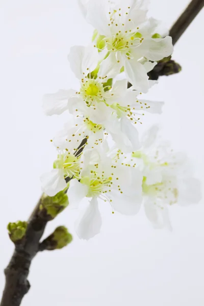 फूल झाड — स्टॉक फोटो, इमेज