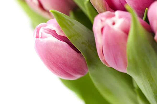 Buquê das tulipas frescas — Fotografia de Stock
