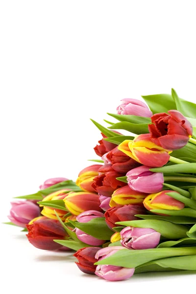 Świeże tulipany — Zdjęcie stockowe