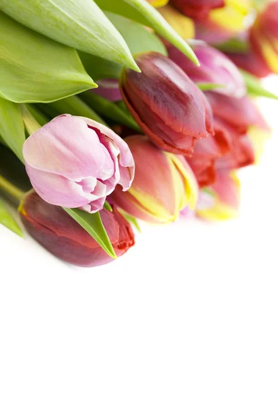 Kytice z čerstvých tulipánů — Stock fotografie