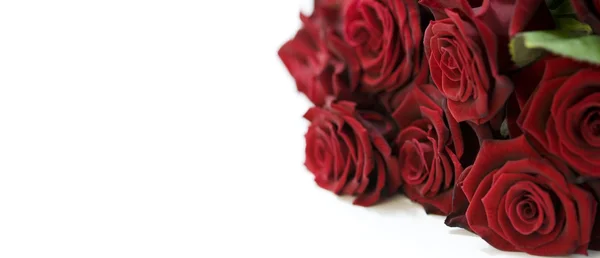 Belle rose rosse — Foto Stock