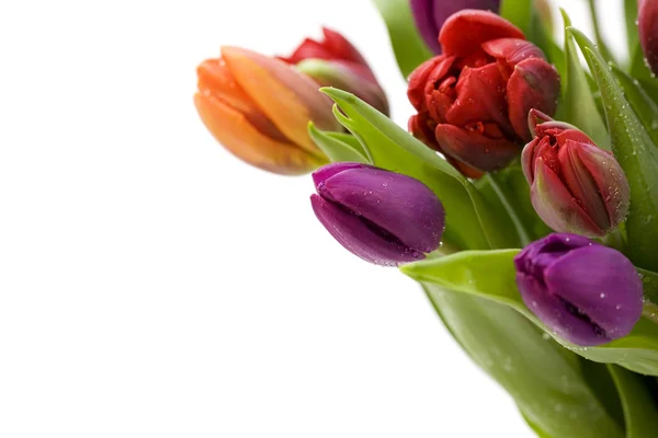 Tulipanes frescos — Foto de Stock