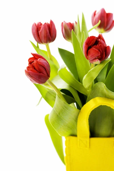 Tulipanes frescos —  Fotos de Stock