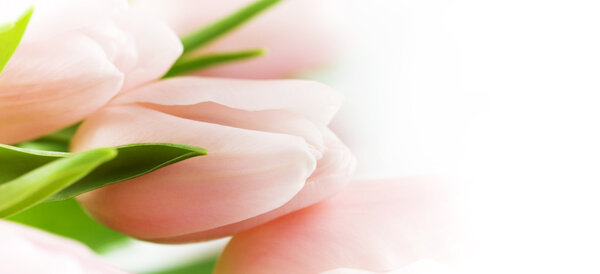 Pink tulips on white background. Selective focus.