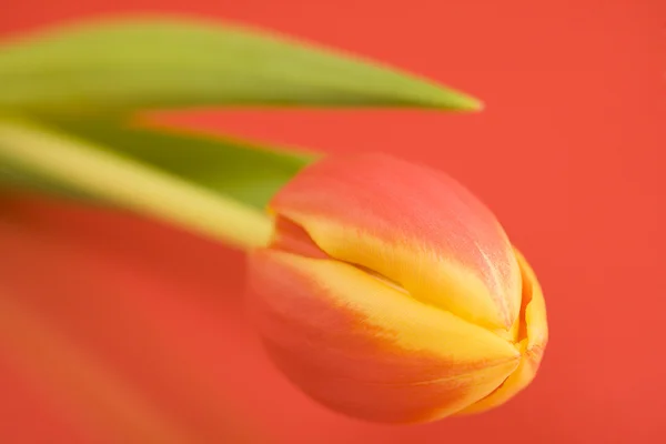 Belle tulipe — Photo