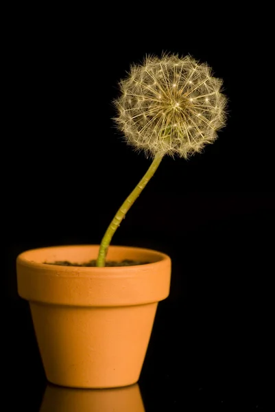 Dandelion no pote ower preto — Fotografia de Stock