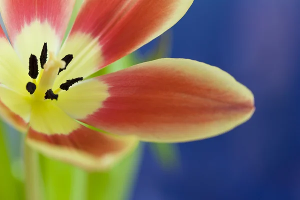Close up van prachtige tulip — Stockfoto