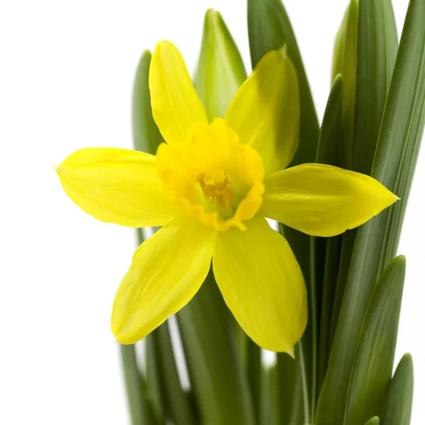 Färska daffodil — Stockfoto