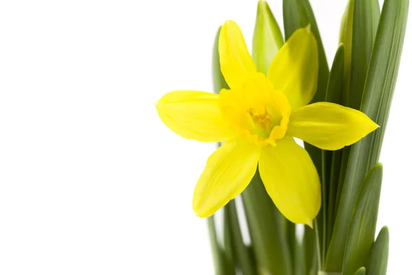 Färska daffodil — Stockfoto