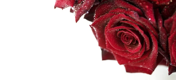 水滴を持つ美しい赤いバラ — ストック写真