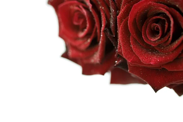 Beautiful Red Roses with water droplets — Stock Photo, Image