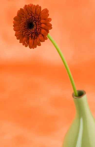 Marguerite dans un vase vert — Photo