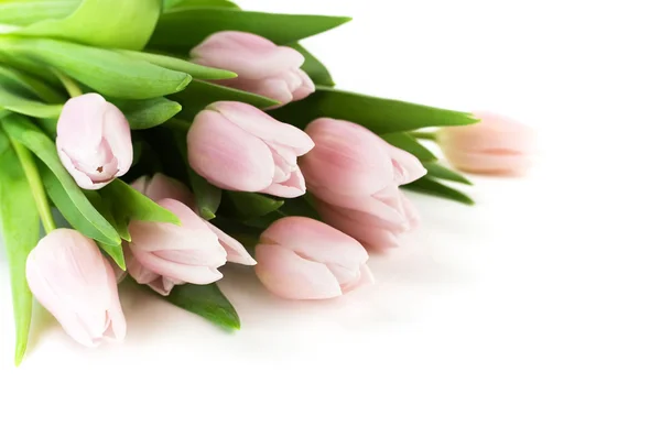 Lindas tulipas rosa — Fotografia de Stock