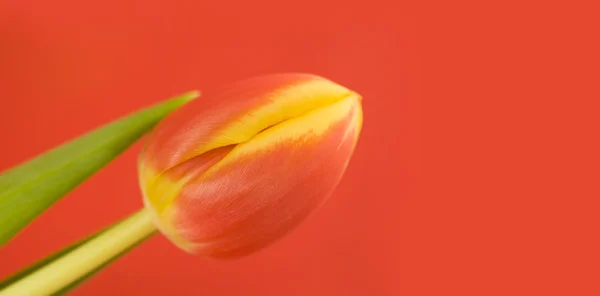 Linda tulipa fresca — Fotografia de Stock