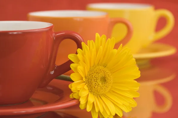 Color caps and gerbera — Stock Photo, Image