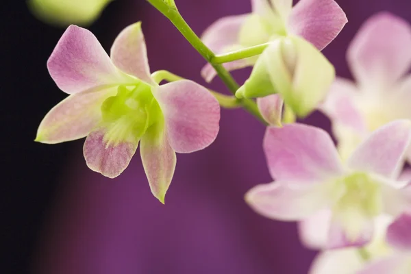 Piękne storczyki fioletowy — Zdjęcie stockowe