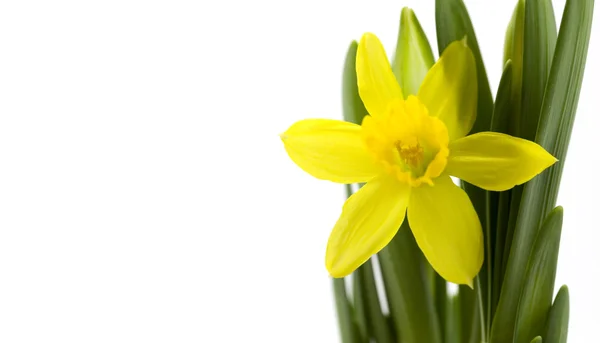 Daffodil fresco — Fotografia de Stock