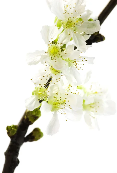 Virág-fa — Stock Fotó