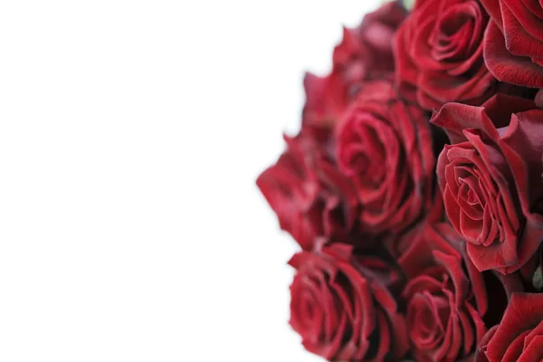 Красивые красные розы — стоковое фото