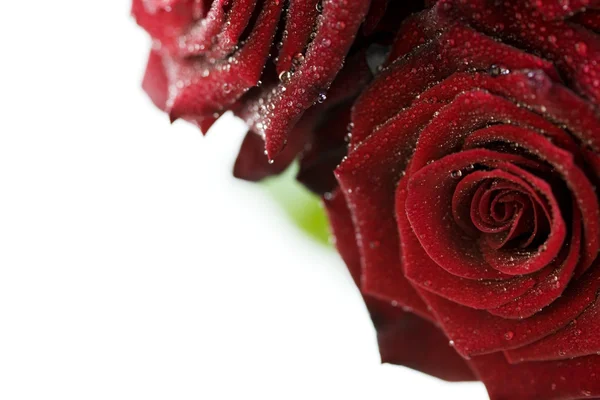 Rosas vermelhas bonitas com gotas de água — Fotografia de Stock