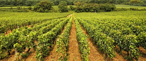 Виноградник Бургундія — стокове фото