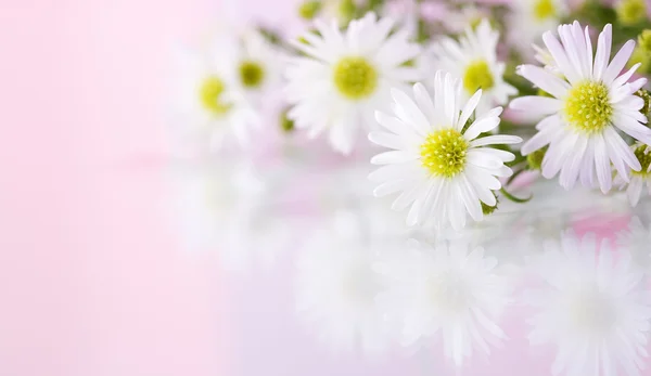 Fundo de flores bonitas — Fotografia de Stock