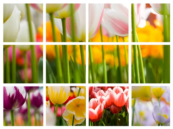 Красивый коллаж из тюльпанов — стоковое фото