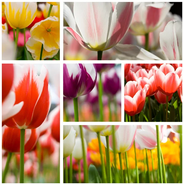 Hermoso collage tulipanes — Foto de Stock