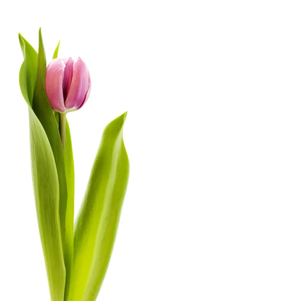 Świeże tulipan — Zdjęcie stockowe