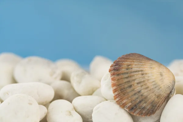 Seashell on the beach — Stock Photo, Image