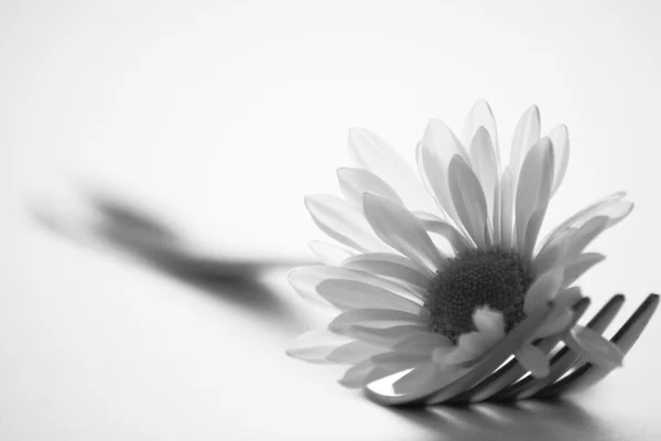 Garfo e flor branca — Fotografia de Stock
