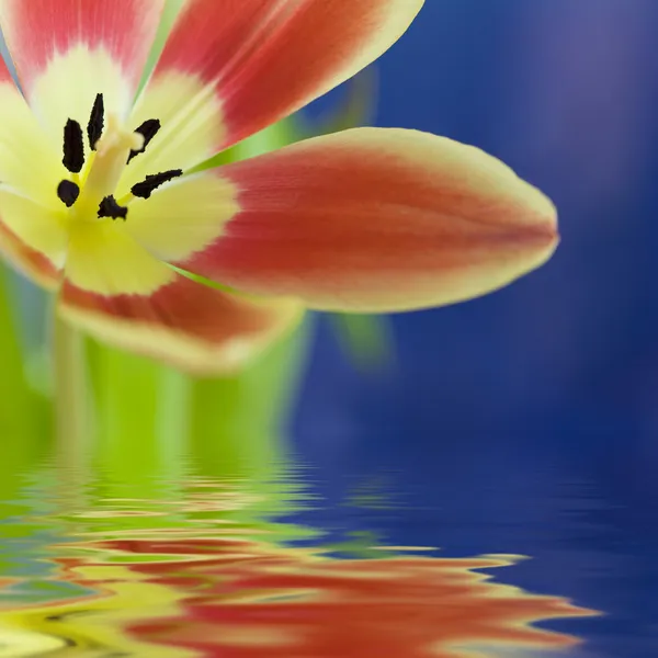 Primer plano de hermoso tulipán — Foto de Stock