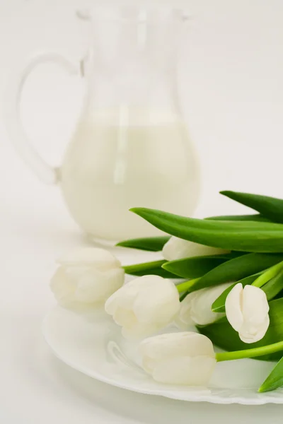 Молоко и тюльпаны — стоковое фото