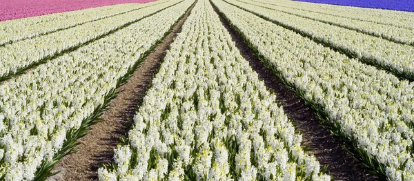 Hyacinth fields — Stock Photo, Image