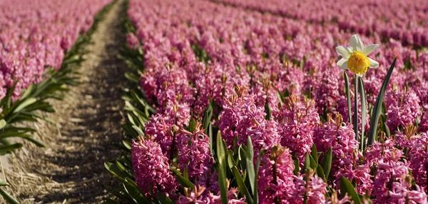 Narcis v purpurové Hyacint oboru — Stock fotografie