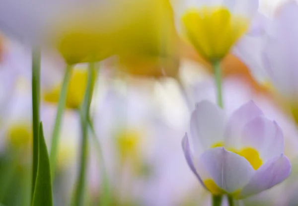 Absztrakt tulipán — Stock Fotó
