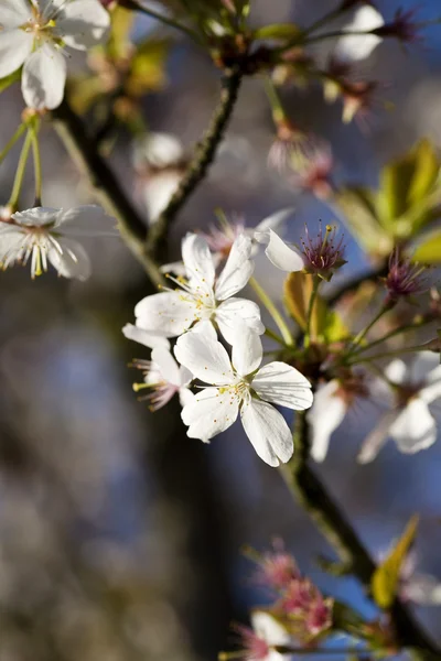 Flor de árbol de primer plano —  Fotos de Stock