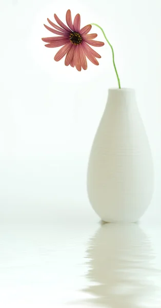 Sedmikráska v vázu na bílém pozadí — Stock fotografie