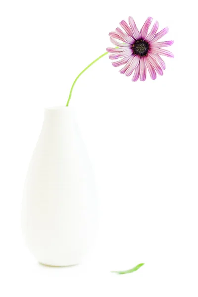 Sedmikráska v vázu na bílém pozadí — Stock fotografie