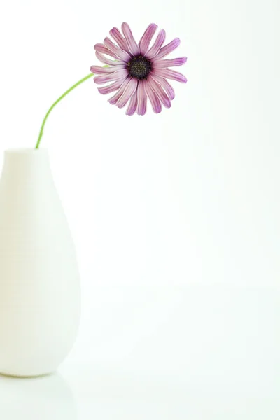 Daisy i en vas på vit — Stockfoto