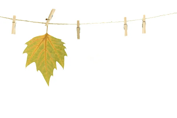 服のラインに秋の葉 — ストック写真