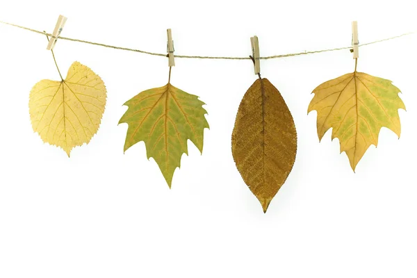 Autumn leaves on a clothes line — Stock Photo, Image