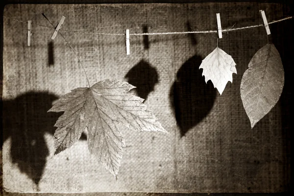 Las hojas otoñales en la línea de ropa en sepia — Foto de Stock