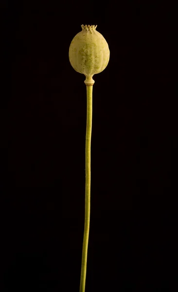 Poppy head on black background — Stock Photo, Image