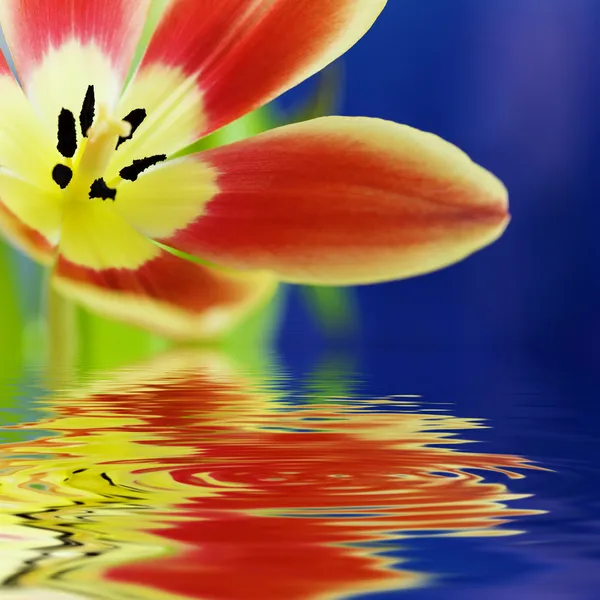 Zblízka krásných tulipánů — Stock fotografie