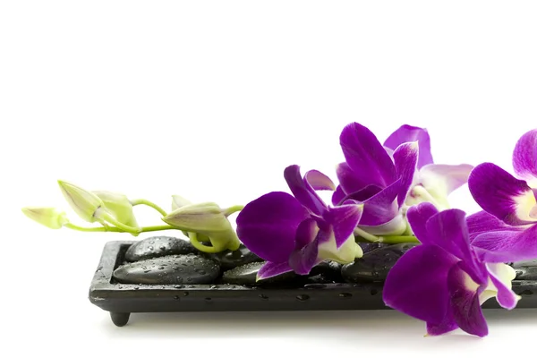 美丽的紫色兰花 — 图库照片